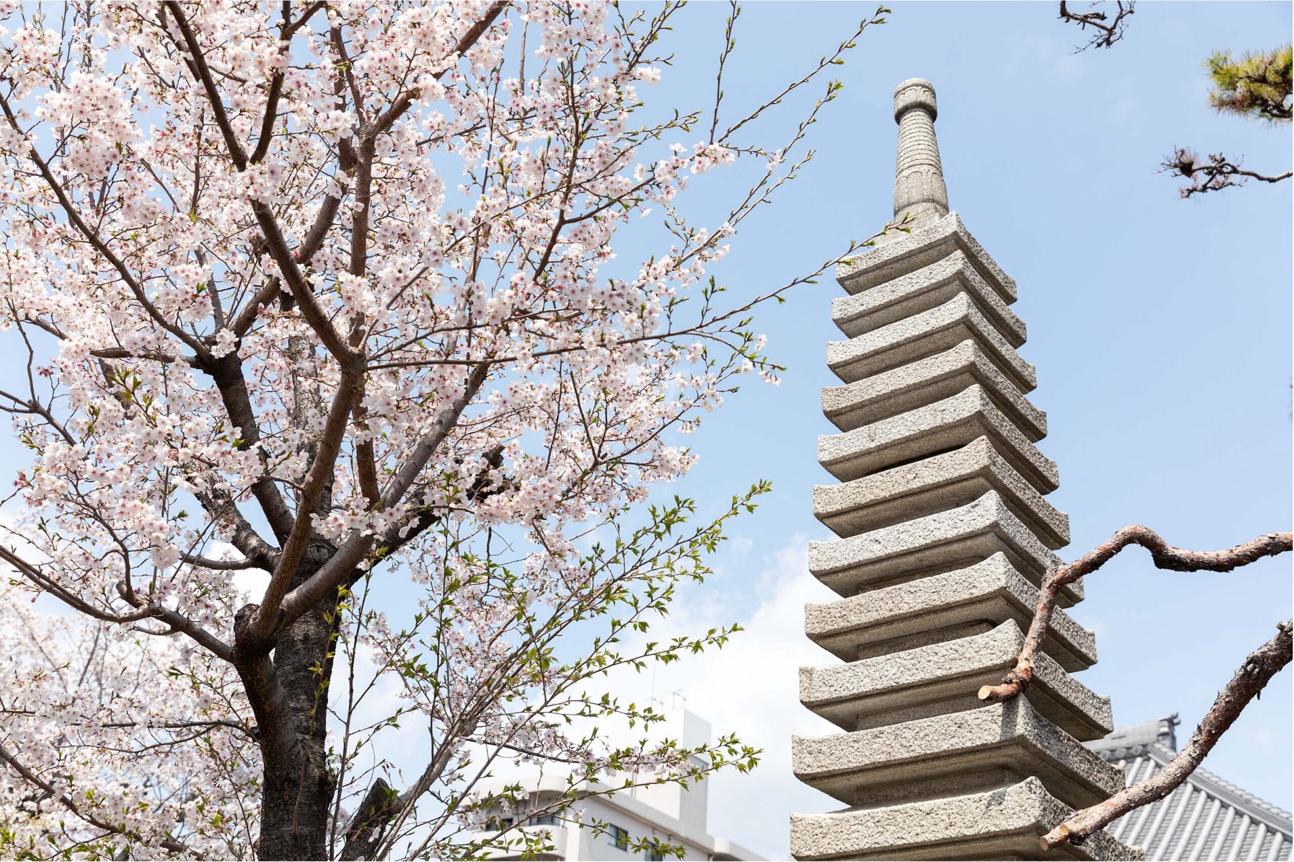 春には桜がきれいな境内です。 お花見がてらお墓参りするものいいですね。 ご住職は隣接する谷塚幼稚園の理事長さんでもあります。 「子どもが谷塚幼稚園に通っていたんです」というお客様も多いです。 地域のみなさんに愛されているお寺になります。 静かすぎるお墓に寂しさを感じる方にもおすすめです。 園児たちの元気な声が聞こえ、自然と心が温かくなる場所です。 お近くにお住まいの方や、幼稚園にご縁のある方で、 墓地に関してお聞きしたいことがあれば いつでもお電話ください。