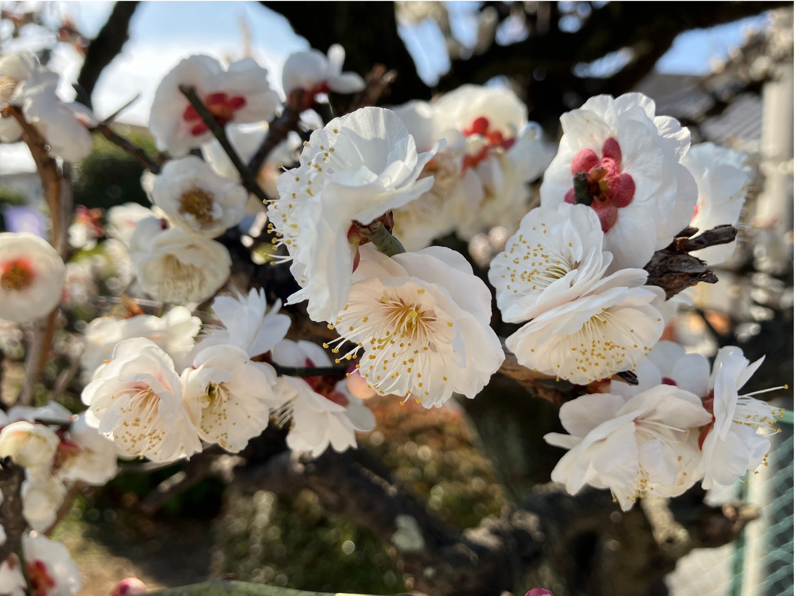 奈良時代のお花見は梅だったそうで 歌を詠む風雅な宴を楽しんでいたそうです。